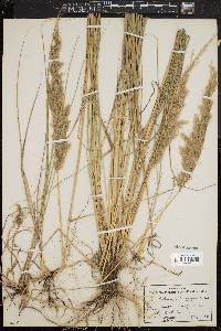 Calamagrostis epigeios image