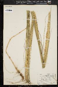 Ammophila breviligulata image