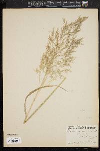 Agrostis spica-venti image