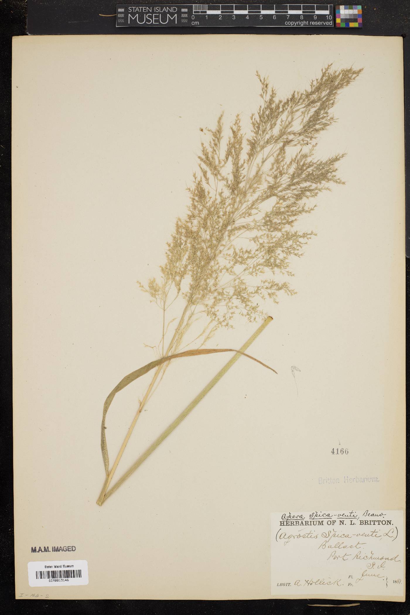 Agrostis spica-venti image