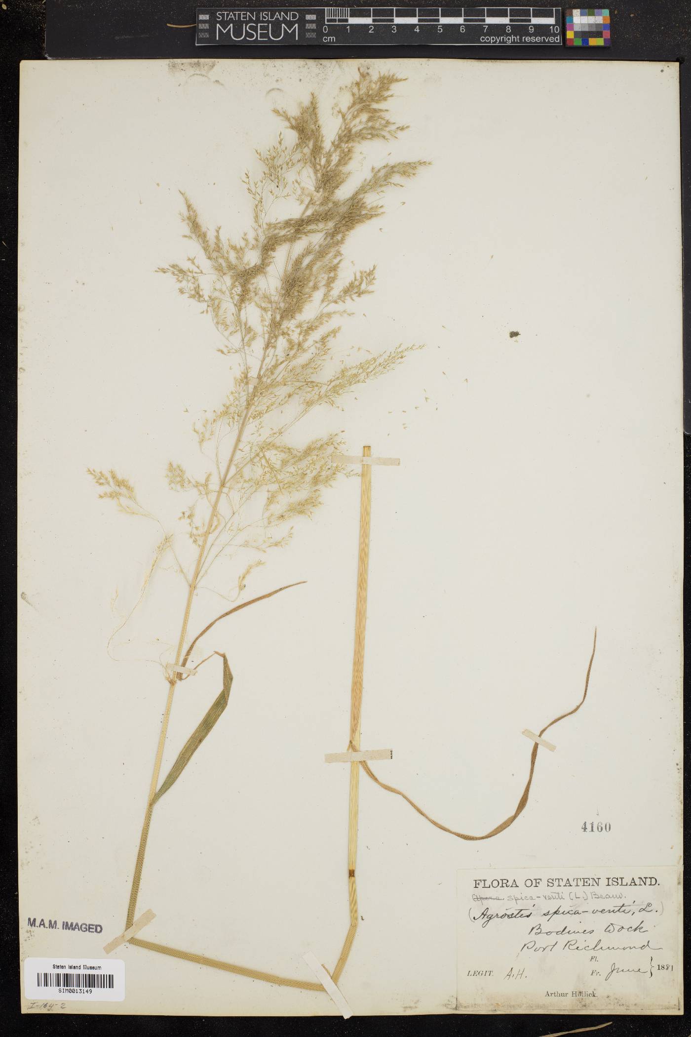 Agrostis spica-venti image