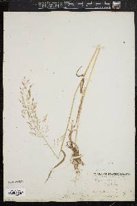 Agrostis capillaris image