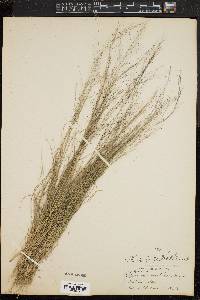Muhlenbergia uniflora image