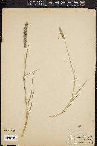 Muhlenbergia glomerata image