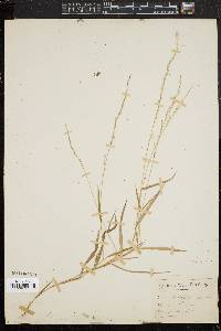 Muhlenbergia sobolifera image