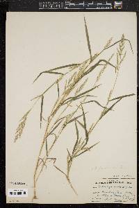 Muhlenbergia frondosa image