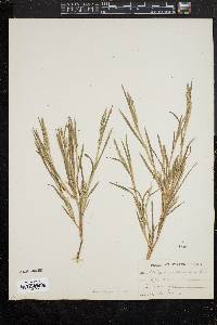 Muhlenbergia frondosa image