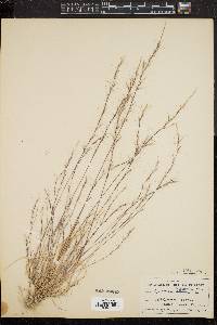 Aristida longespica image