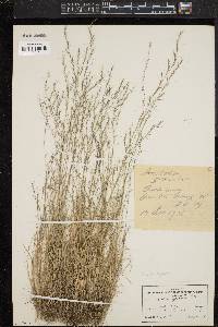 Aristida longespica image