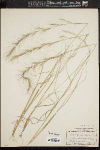 Aristida purpurascens image