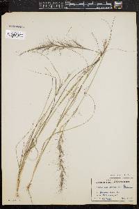 Aristida purpurascens image