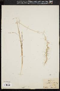 Aristida purpurascens image