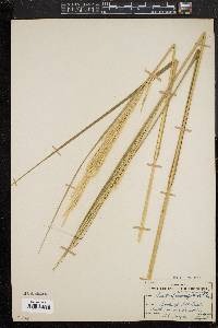 Spartina alterniflora image