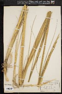 Spartina alterniflora image