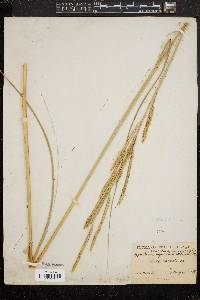 Spartina pectinata image