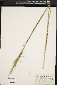 Spartina cynosuroides image