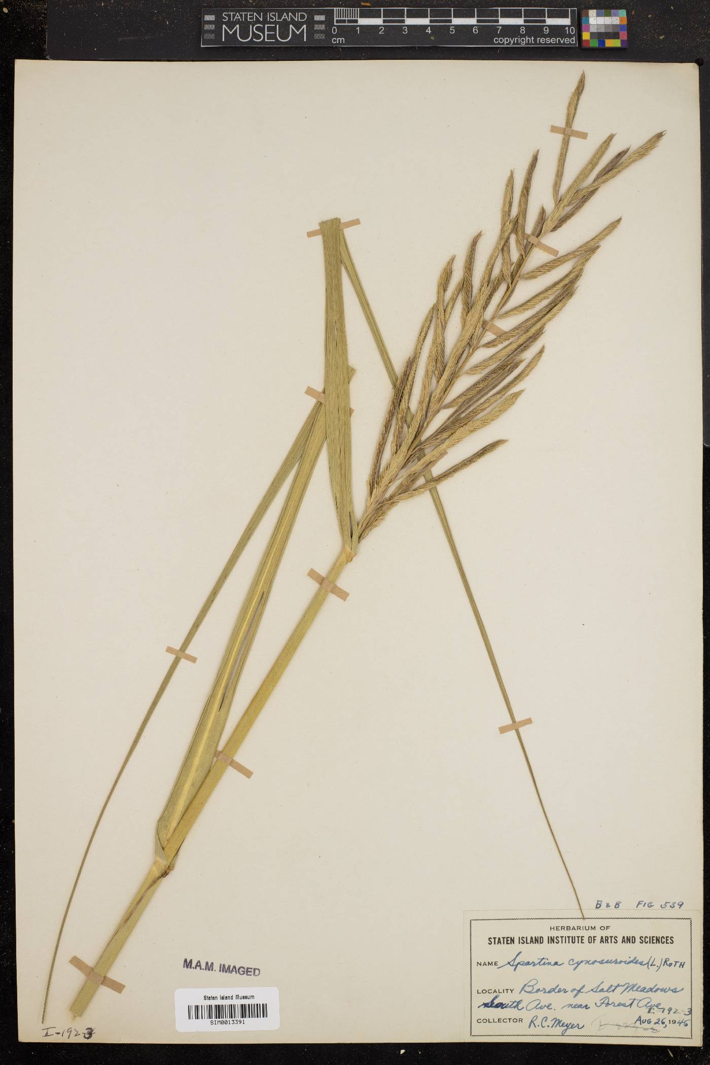 Spartina cynosuroides image