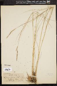 Spartina patens image