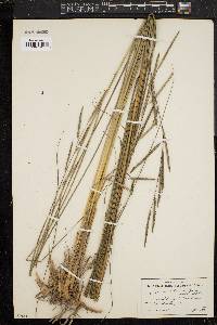 Spartina patens image