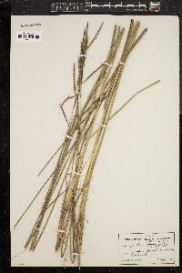 Spartina patens image