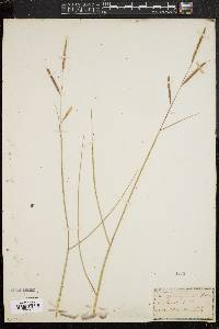 Spartina patens image