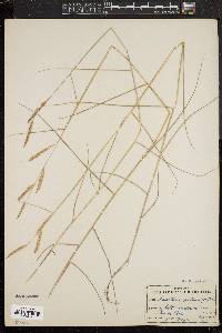 Spartina patens image