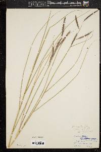 Spartina patens image