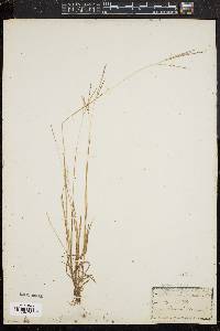 Digitaria filiformis image