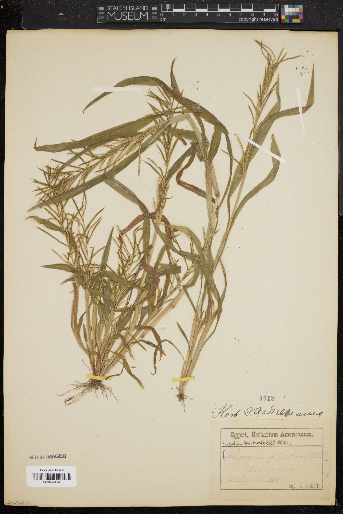 Paspalum mucronatum image