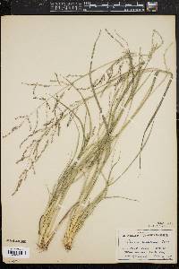 Coleataenia longifolia image