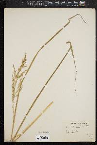 Panicum brevifolium image