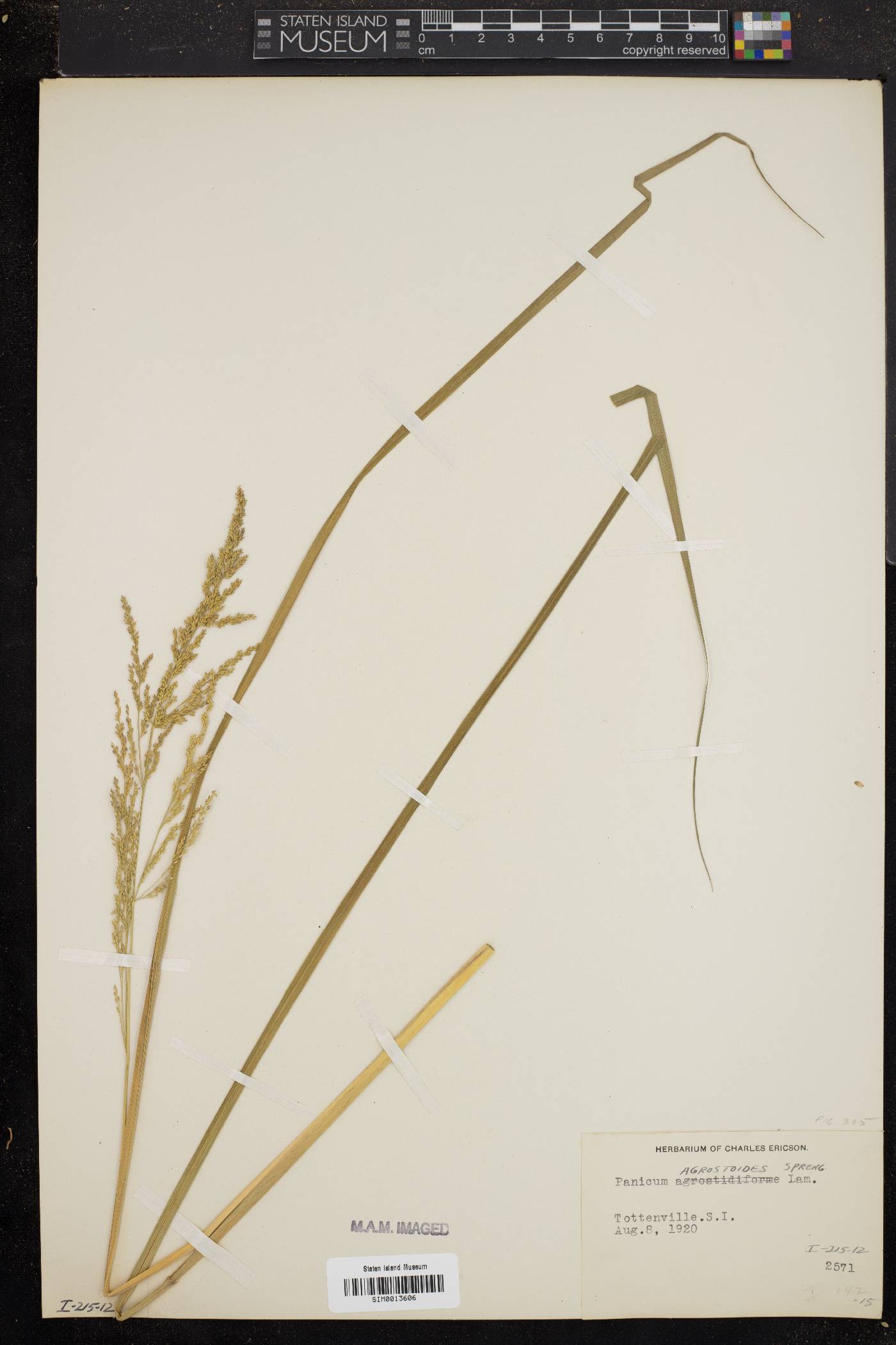 Panicum brevifolium image