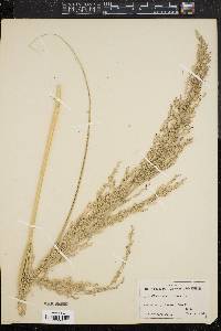 Image of Panicum amarulum