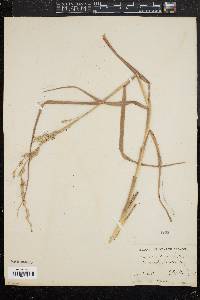 Panicum amarum image