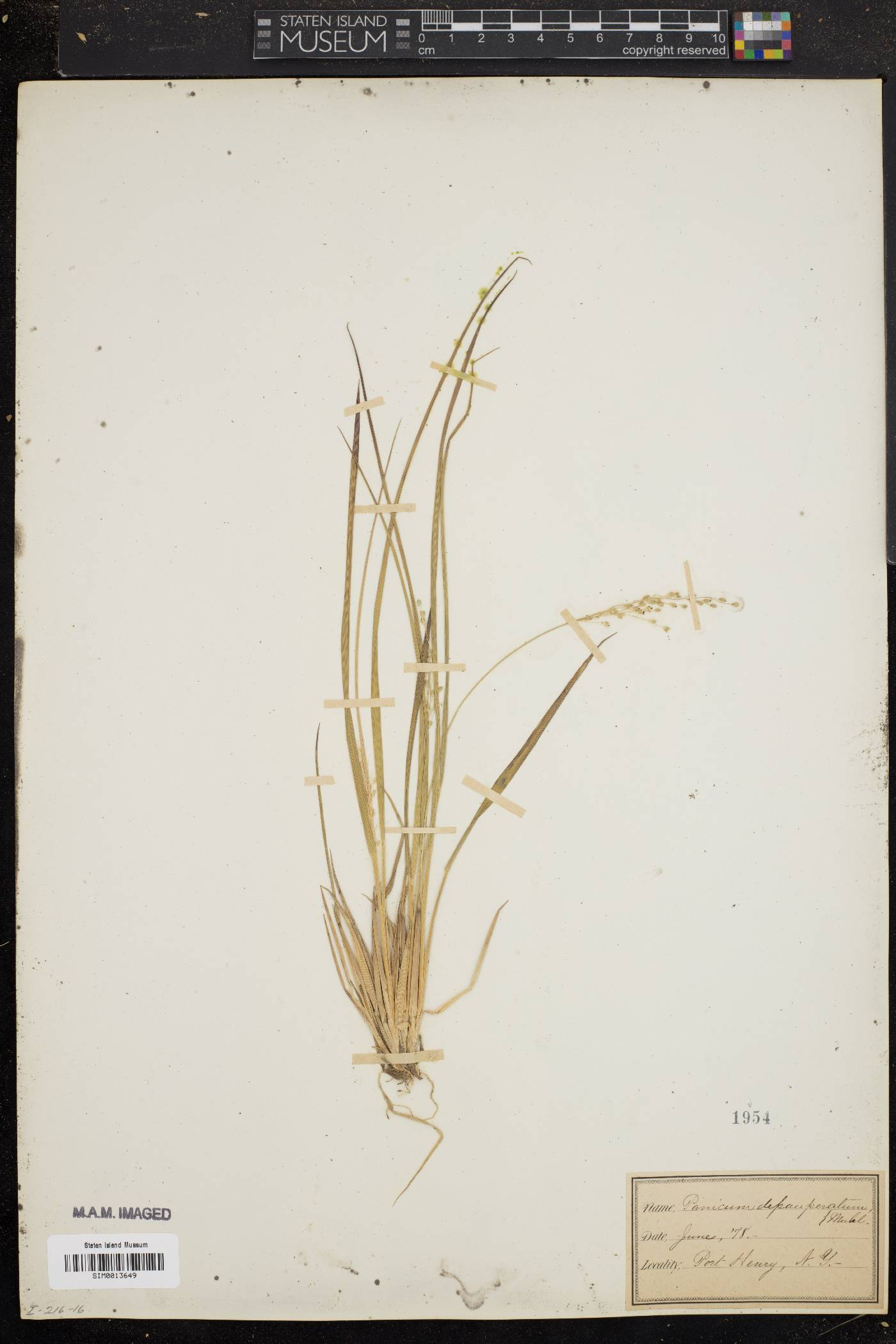 Panicum depauperatum image