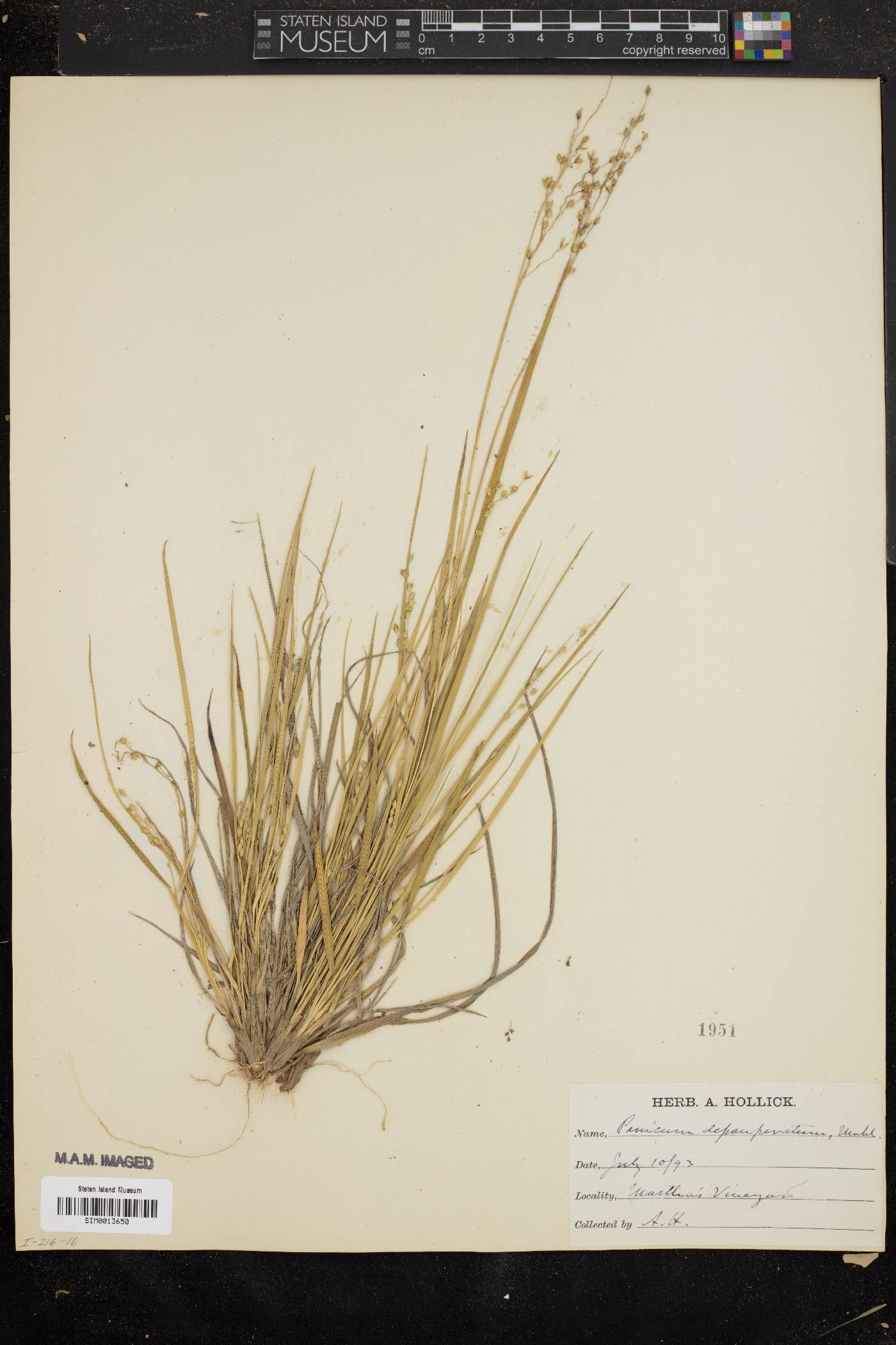 Panicum depauperatum image