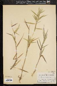 Panicum commonsianum image