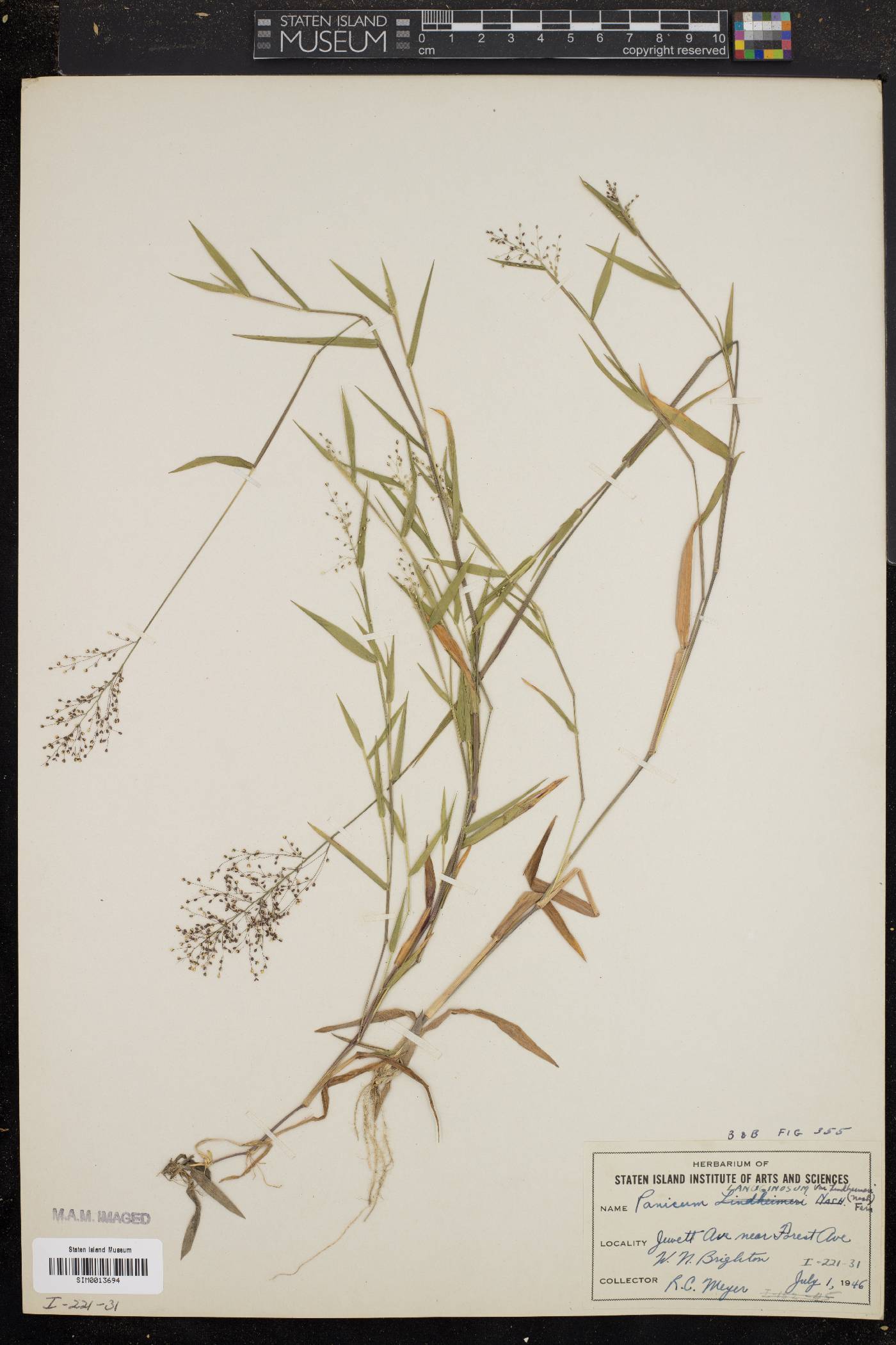 Panicum lindheimeri image