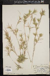 Panicum lindheimeri image