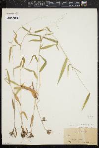 Panicum dichotomum image