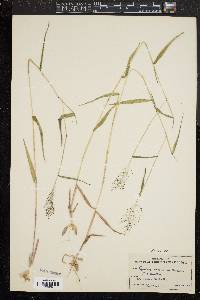 Panicum dichotomum image