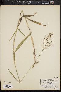 Panicum mattamuskeetense image