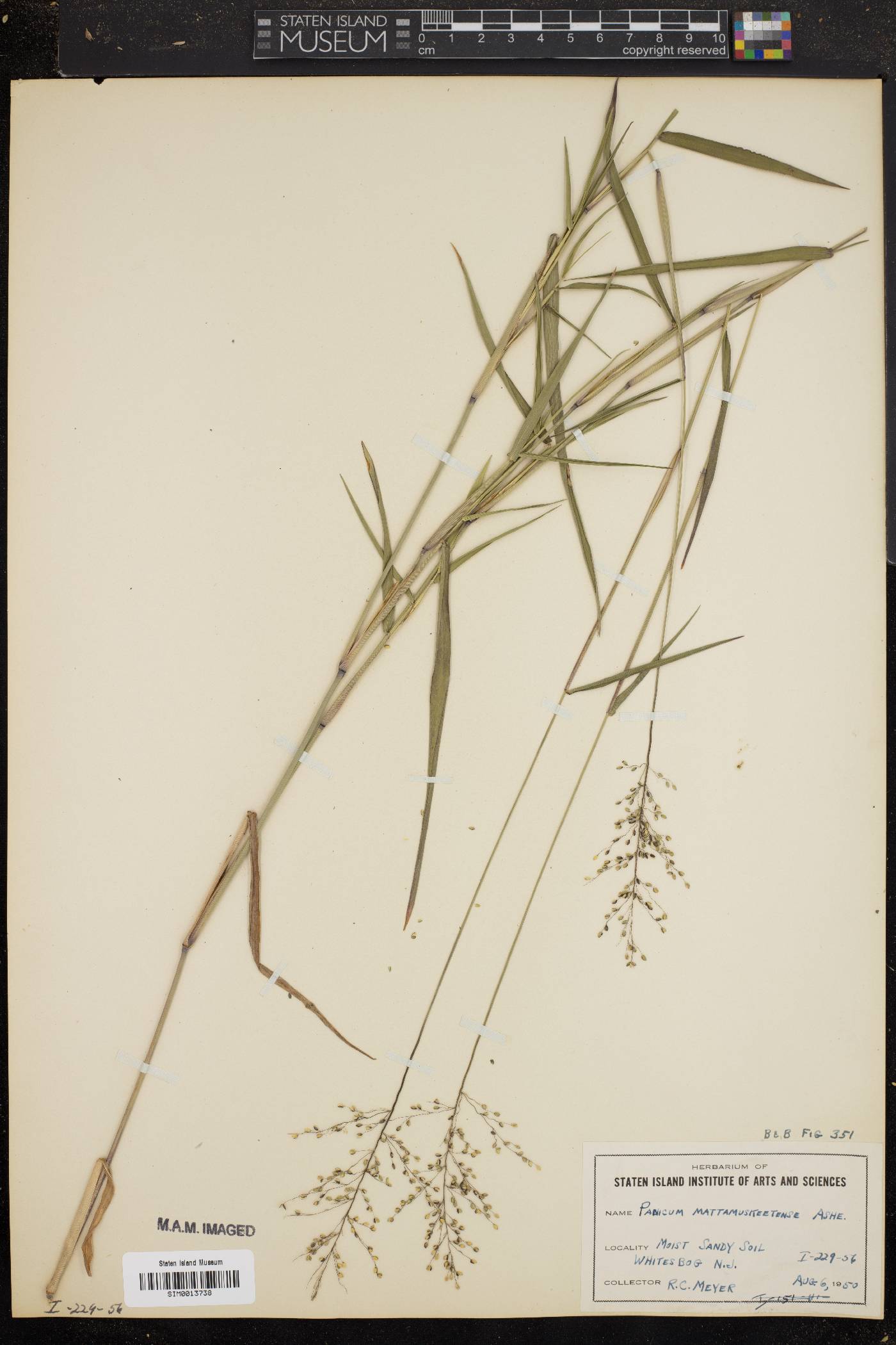 Panicum mattamuskeetense image