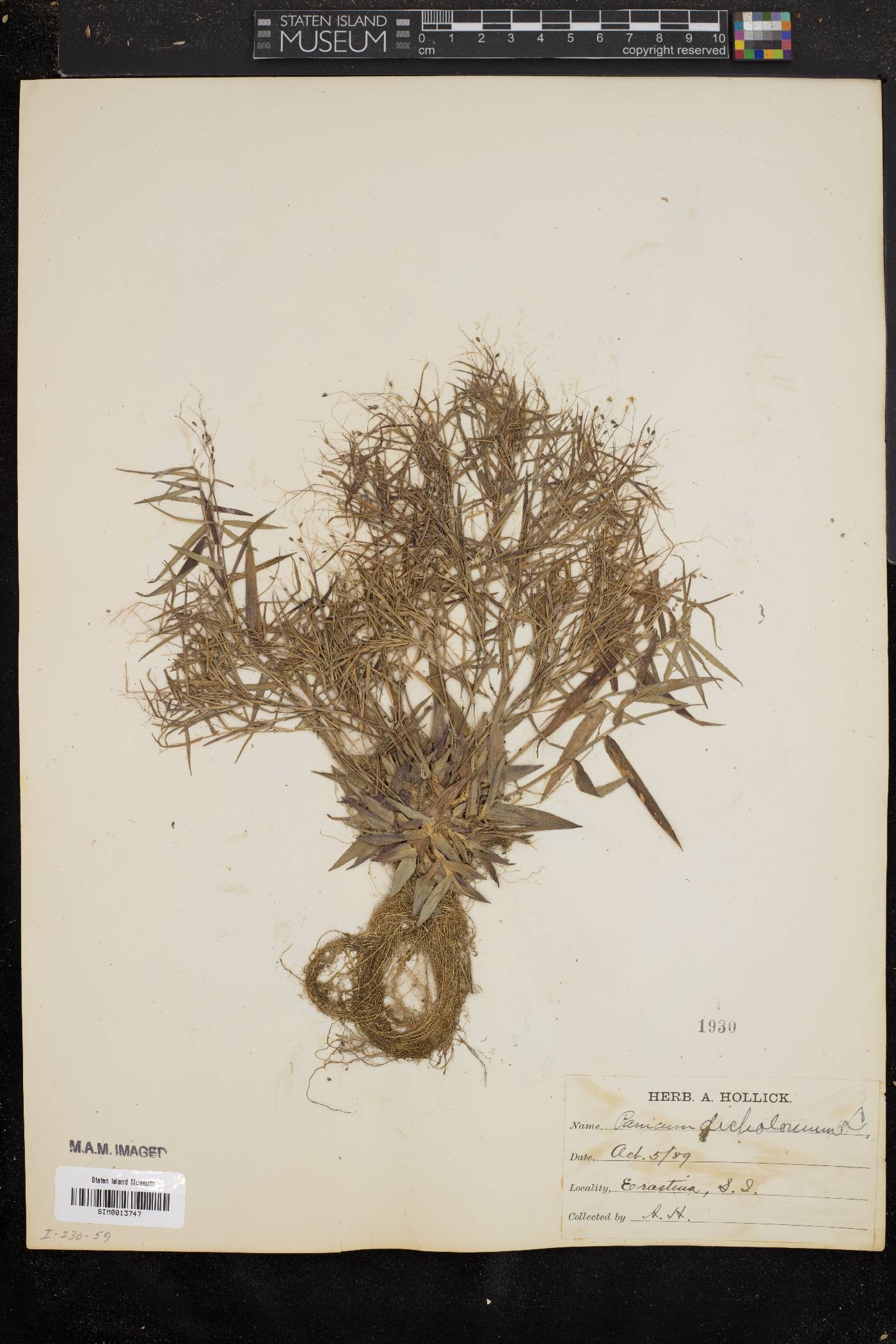 Panicum dichotomum image
