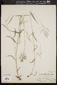 Panicum dichotomum image