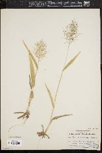 Image of Panicum polyanthes