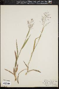 Panicum villosissimum image