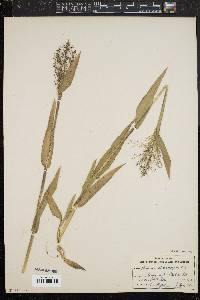 Panicum sphaerocarpon image