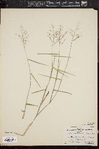 Panicum commutatum var. ashei image