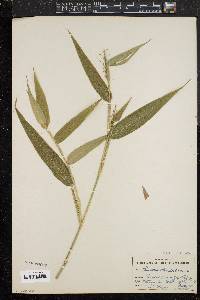 Panicum clandestinum image